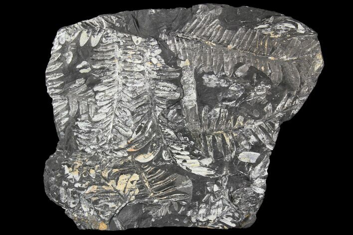 Wide Fossil Seed Fern Plate - Pennsylvania #79641